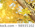 Gingko (gingko) leaves: the process of changing from green to yellow 98935102