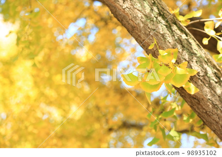 Gingko (gingko) leaves: the process of changing from green to yellow Gingko (gingko) leaves: the process of changing from green to yellow 98935102