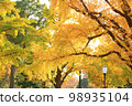 Color of Ginkgo biloba: City Park 98935104