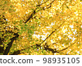 Ginkgo (Ginkgo biloba) view: Mainly a bunch of leaves that remain green, with yellow leaves in the background 98935105