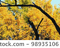 Ginkgo biloba (Ginkgo biloba) that has reached the peak of coloring 98935106