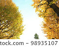 Ginkgo biloba yellow color and gingko trees in the process of coloring 98935107