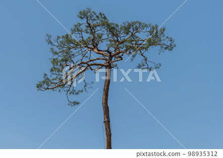 pine tree, spring 98935312