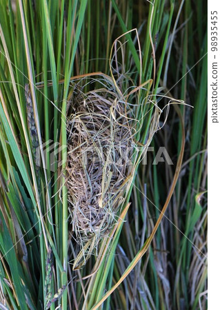 A rare nest of a Japanese lynx that was discovered while harvesting the black ears of ancient rice in the terraced rice fields of Yuzu no Sato Moroyama Town. A rare nest of a Japanese lynx that was discovered while harvesting the black ears of ancient rice in the terraced rice fields of Yuzu no Sato Moroyama Town. 98935455