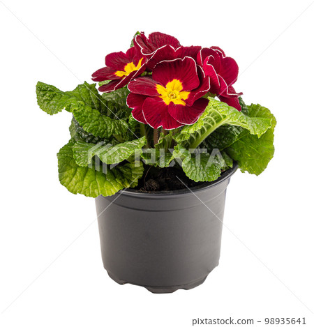 Beautiful burgundy primula 98935641