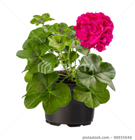 Beautiful pink pelargonium 98935648