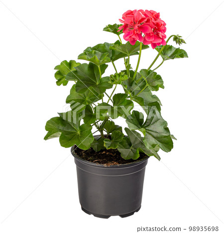 Red pelargonium in flower pot 98935698