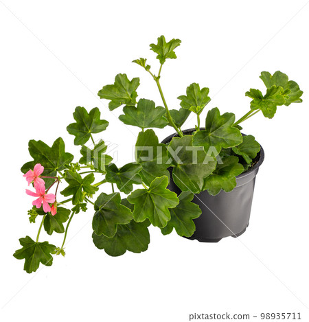 Potted ivy geranium or cascading geranium 98935711
