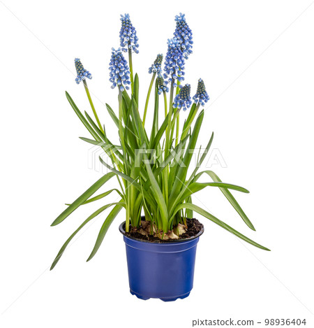 Grape hyacinth (Muscari armeniacum) blooming. 98936404