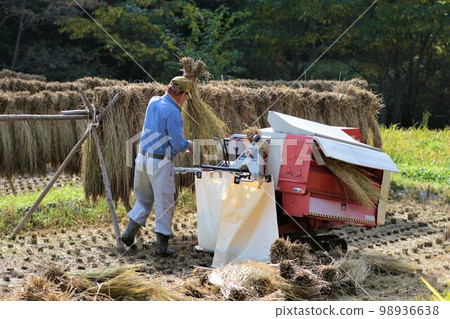 An elderly man threshing black ears of ancient rice on the terraced rice paddies of Yuzu no Sato Moroyama-cho, and a rice rack An elderly man threshing black ears of ancient rice on the terraced rice paddies of Yuzu no Sato Moroyama-cho, and a rice rack 98936638