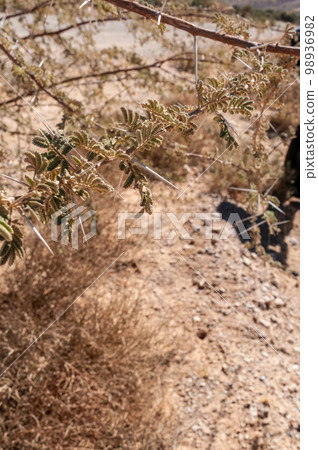The Namibian Desert The Namibian Desert 98936982
