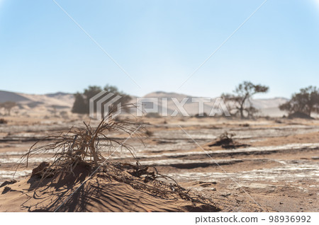 Barren landscape near Deadvlei and sossusvlei Barren landscape near Deadvlei and sossusvlei 98936992