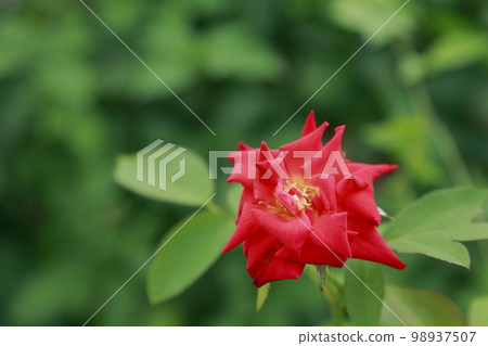 Arao City Ominous Citizen Flower Bed Rose Flower, Arao City Ominous Citizen Flower Bed Rose Flower, 98937507