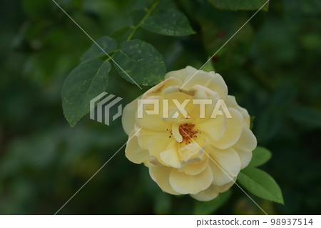 荒尾市少女公民花壇玫瑰花， 98937514