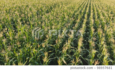 Corn young field. Seedlings planted in a row. 98937681