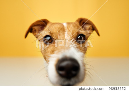 Curious interested dog looks into camera. Jack russell terrier closeup portrait on yellow background. Funny pet 98938352