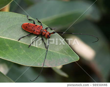 Hoshi Benicami 98938446