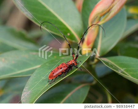 Hoshi Benicami 98938447