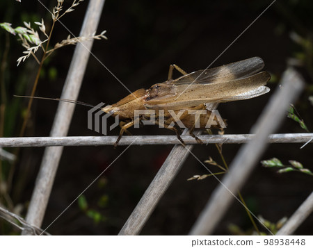 打電話給澀色 Kayakiri (Shibuirokayakirimodoki) 98938448