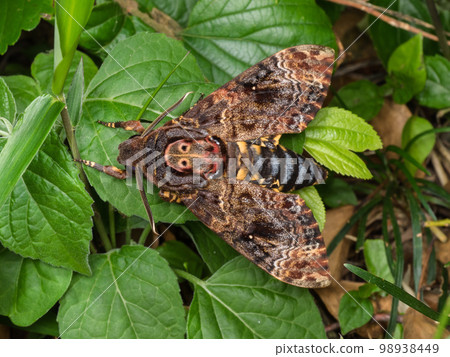 黑蜘蛛麻雀 98938449