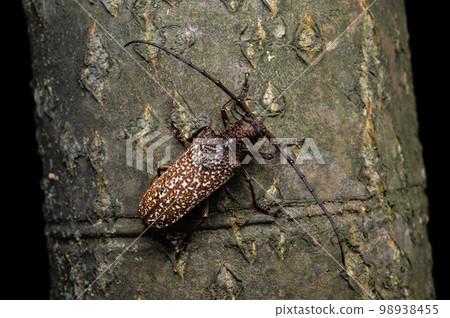 Rusty Quark Beetle 98938455