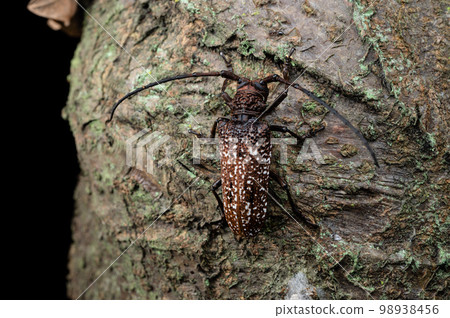 Rusty Quark Beetle 98938456