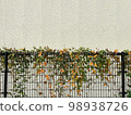 常春藤葉和白色牆框，籬笆上纏繞著藤蔓 98938726
