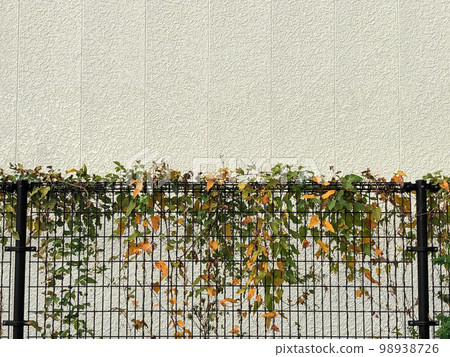 常春藤葉和白色牆框,籬笆上纏繞著藤蔓 常春藤葉和白色牆框,籬笆上纏繞著藤蔓 98938726