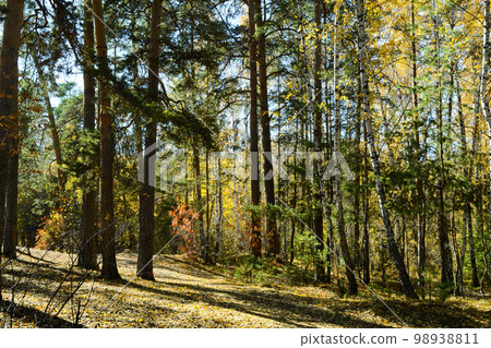 Autumn landscape in the forest lit by the sun 98938811