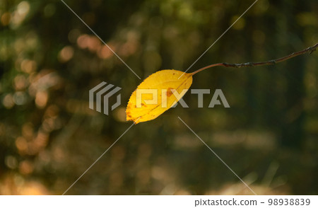 Close-up yellow leaf on a branch in autumn forest 98938839