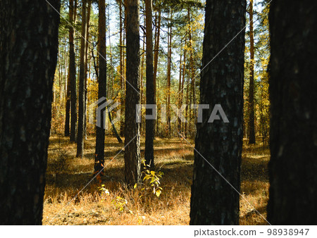 View of the autumn sunny landscape in the forest between tree trunks in the shade 98938947