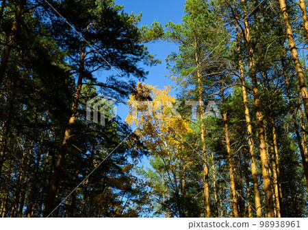 Yellow leaves of birch top in the middle of green pines Yellow leaves of birch top in the middle of green pines 98938961