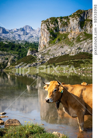 Cows around lake Ercina in Picos de Europa, Asturias, Spain Cows around lake Ercina in Picos de Europa, Asturias, Spain 98938998