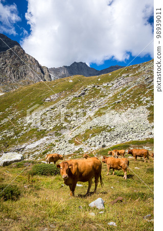 Cows in alpine pasture, Pralognan la Vanoise, French Alps Cows in alpine pasture, Pralognan la Vanoise, French Alps 98939011