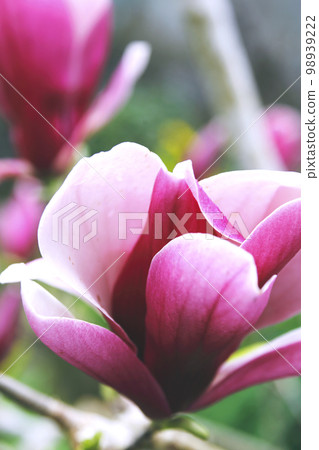 Magnolias bathed in the spring sunshine Pale purple petals 98939222