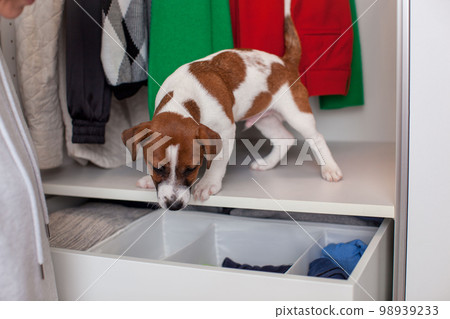 Caucasian young woman with a puppy in her hands puts clothes in the closet. Caucasian young woman with a puppy in her hands puts clothes in the closet. 98939233