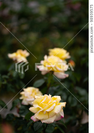 Rose of May, a piece that mixes yellow and light pink 98939575