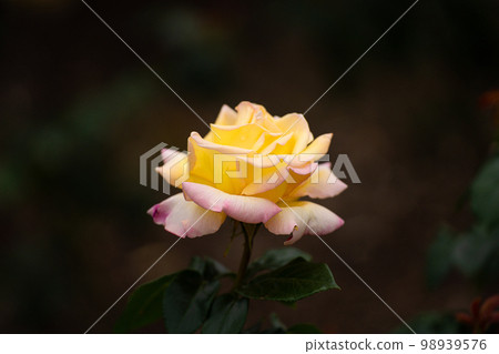 Rose of May, a piece that mixes yellow and light pink 98939576