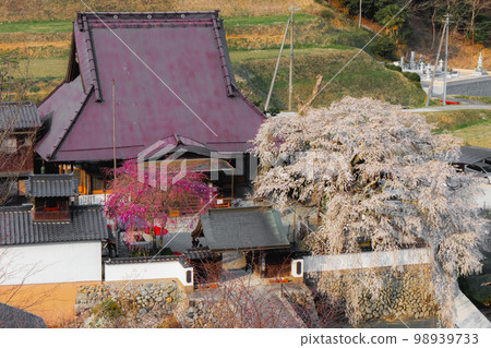 Oito cherry tree (weeping cherry tree) at Kofukuji Temple in Sayo Town 98939733
