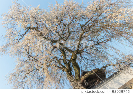 Oito cherry tree (weeping cherry tree) at Kofukuji Temple in Sayo Town Oito cherry tree (weeping cherry tree) at Kofukuji Temple in Sayo Town 98939745