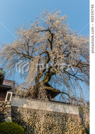 Oito cherry tree (weeping cherry tree) at Kofukuji Temple in Sayo Town Oito cherry tree (weeping cherry tree) at Kofukuji Temple in Sayo Town 98939746