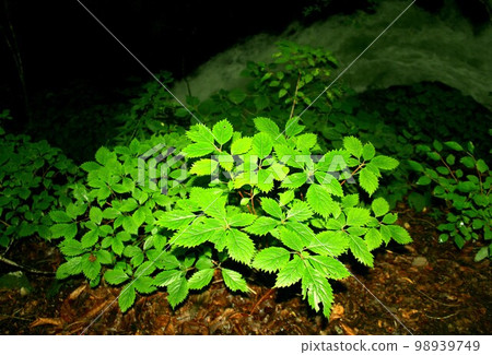 山梨縣北斗市八嶽山麓海拔約1000m處自然生長的植物。 98939749