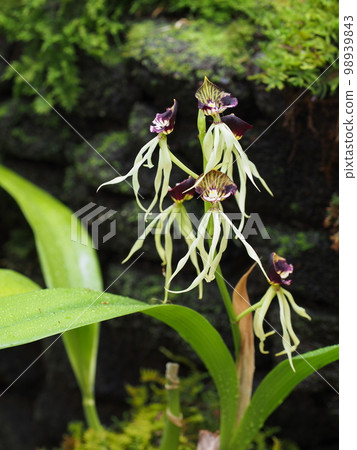 Progenitor of the orchid Encyclia cochleata Progenitor of the orchid Encyclia cochleata 98939843