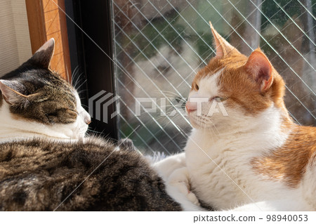 Two cats relaxing by the window 98940053