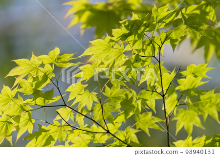 Fresh green in the forest Fresh green in the forest 98940131