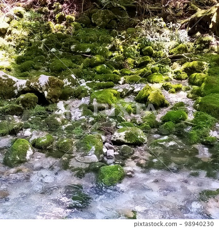 Moss-covered rocks that make you feel as if you've wandered into the world of Studio Ghibli 98940230