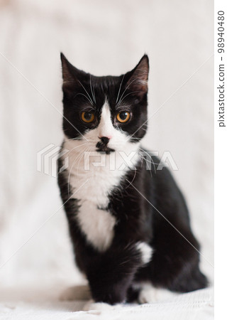 Beautiful black and white cat with yellow eyes is sitting on a white sofa Beautiful black and white cat with yellow eyes is sitting on a white sofa 98940480