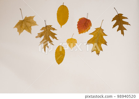 Autumn frame of dry yellow tree leaves on a white background. Flat lay. Copy space. Autumn frame of dry yellow tree leaves on a white background. Flat lay. Copy space. 98940520