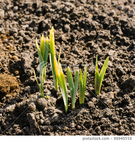 Narcissus sprouts come out of the ground in spring in the garden Narcissus sprouts come out of the ground in spring in the garden 98940558