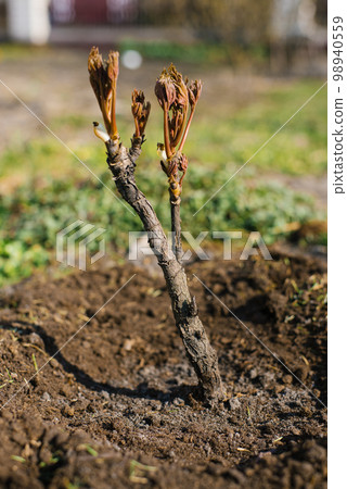 Budding tree peony in spring in the garden Budding tree peony in spring in the garden 98940559
